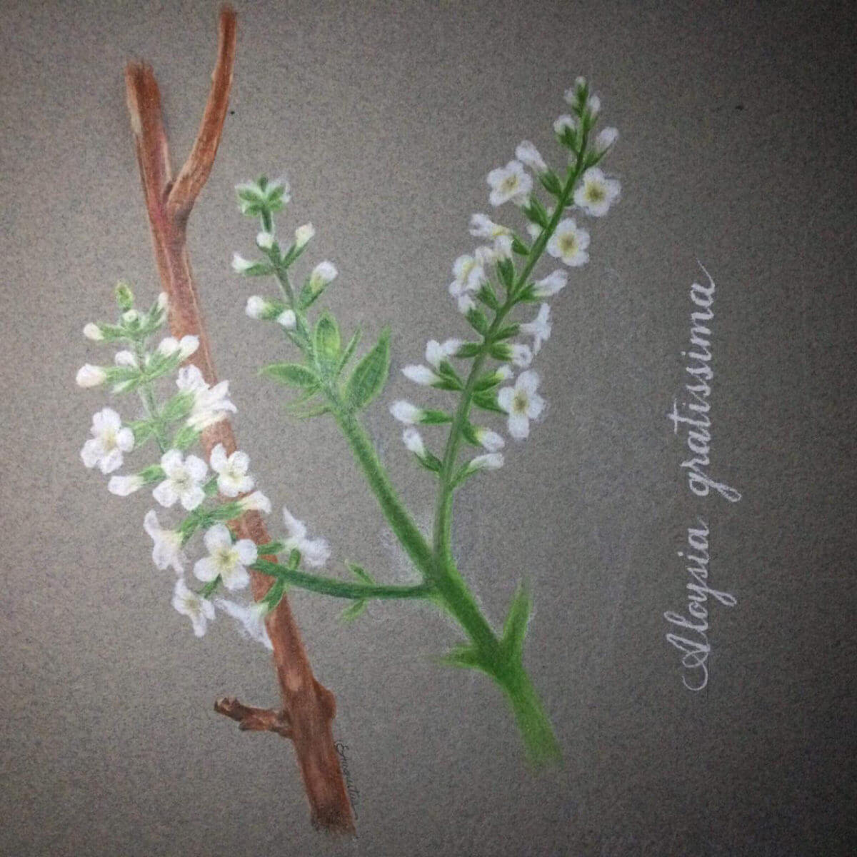 Aloysia-gratissima-1200x1200.jpg